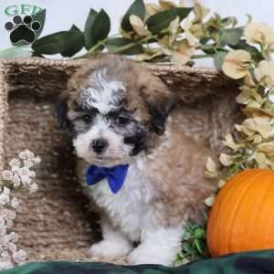 Franky, Teddy Bear Puppy